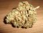 Mr Nice G13 x Hash Plant 10 ks štandardizované feminizované semená Sensi Seeds