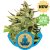 Stress Killer Automatic - Nasiona feminizowane i autoflowering 3 szt. Royal Queen Seeds