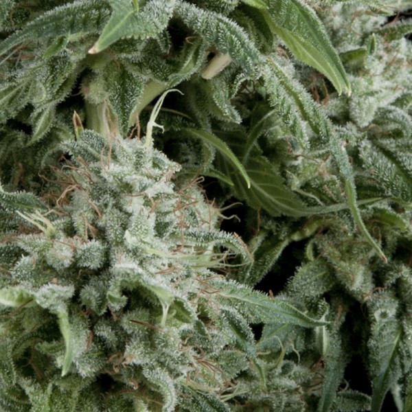 CBD Northern Lights - samonakvétací semena 5 ks Pyramid Seeds