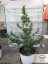 PolarLight  3®- autoflowering semienka 7ks Dutch Passion