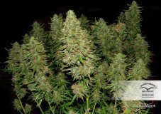 Blue AutoMazar® - autoflowering Seeds 7 pcs Dutch Passion