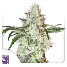 Lemon OG - feminized seeds 3 pcs, Super Sativa Seed Club