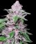 Purple Cookie Kush - Feminized cannabis seeds 5 pcs, Sensi Seeds