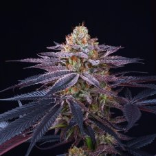 Perfect Tree Seeds Rotten Apple nasiona feminizowane