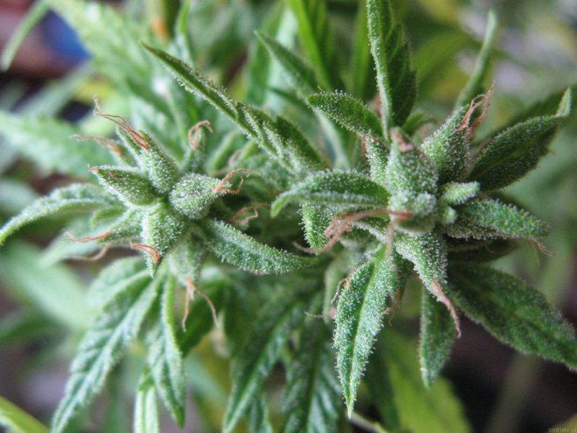 Psicodelicia - Feminisierte Samen 5ks Sweet Seeds