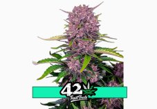 Purple Lemonade Auto - samonakvétacie semená marihuany 10 ks Fast Buds