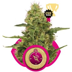 Northern Light - feminizovaná semínka 3 ks Royal Queen Seeds