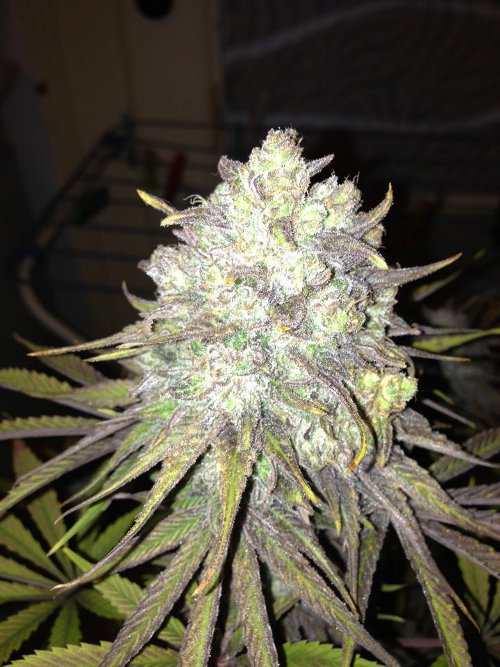 Royal Medic - feminizovaná semínka 10ks Royal Queen Seeds