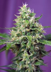 Sweet Amnesia Haze XL Auto Feminisierte Samen - 5