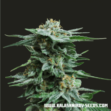 Nasiona AK Kush feminizowane Kalashnikov Seeds