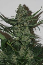 Green Poison – feminizované semienka 5ks Sweet Seeds