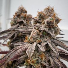 Ethos Genetics Big D Energy R1 feminized seeds