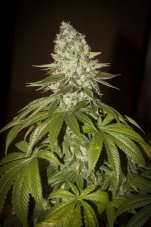 T.H. Seeds Auto MK-Ultra Kush samonakvétací semena