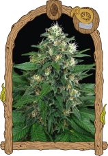 Exotic Thai - feminizované semená, 5 ks, Exotic Seed