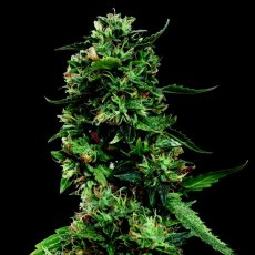LSD - феминизирани семена 10 бр Barney´s Farm