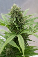 Critical Mass CBD - feminizované semienka 5ks Dinafem