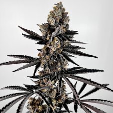 Exotic Genetix Planet Sherb feminisierte Samen