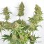 Skywalker Haze® - феминизирани семена 10 бр Dutch Passion