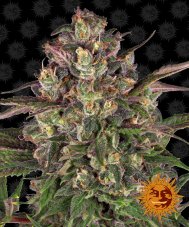 Peyote Critical - feminizované semena marihuany 3 ks Barney´s Farm