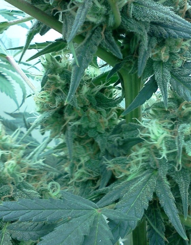 Lost Coast OG - feminizovaná semienka 5ks Humboldt