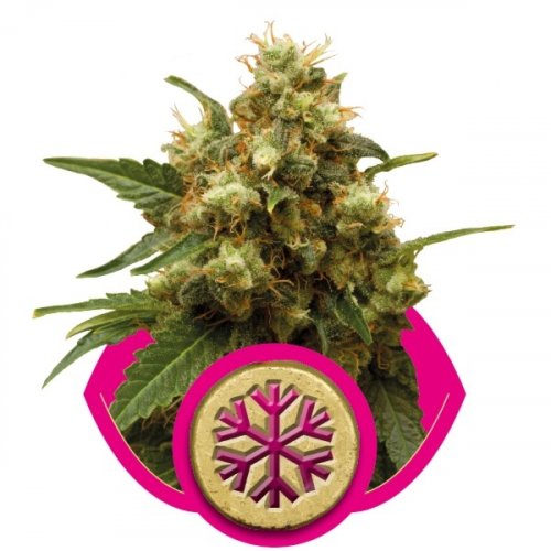 Ice - feminized seeds 10 pcs Royal Queen Seeds