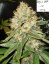 Mr Nice G13 x Hash Plant 10 ks štandardizované feminizované semená Sensi Seeds
