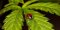 Which insects protect hemp plants?