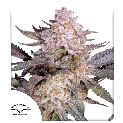 Orange Bud 2.0 - feminisierte Samen, 3 Stück, Dutch Passion