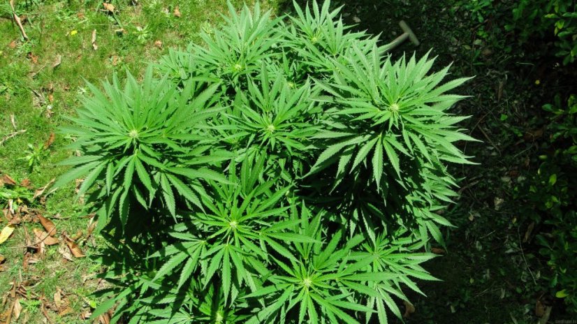 Black Jack - semillas feminizadas 3 pcs Sweet Seeds