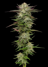 Humboldt Seed Company Humboldt Headband feminisierte Samen