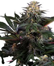 Lockdown Kush - Feminizované semienka konope 5 ks, Sensi Seeds