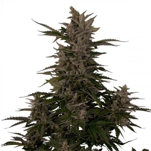 Royal Critical Automatic - feminized And autoflowering seeds 3 pcs Royal Queen Seeds