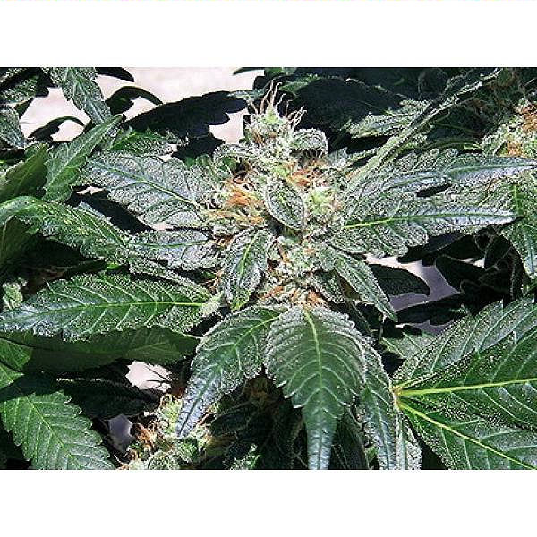 Red Diesel  – feminizovaná semínka 5 ks Barney Farms