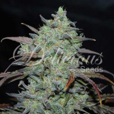 Delicious Seeds Marmalate nasiona feminizowane