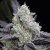 L.A.Vanilla Cake - nasiona feminizowane 3 sztuki, Silent Seeds