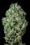 Sour Diesel Auto - fem. a autoflowering semienka 3ks Dinafem
