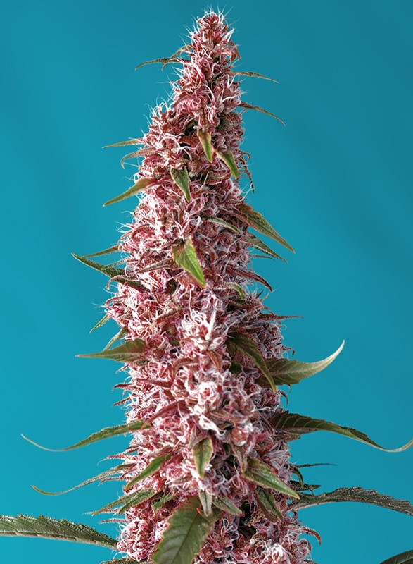 Red Pure CBD Auto - feminizovaná semínka 5 ks  Sweet Seeds