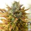 Sour Diesel Auto - fem. a autoflowering semienka 3ks Dinafem