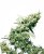 Jamaican Pearl - 10 semillas feminizadas Sensi Seeds