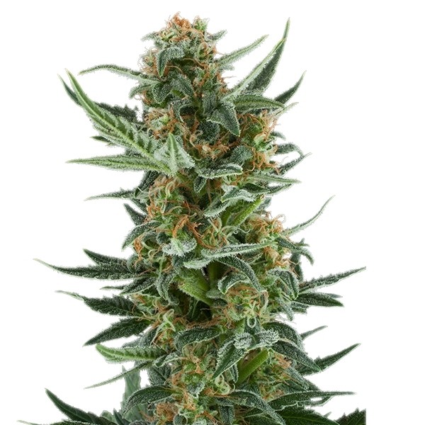 Royal Dwarf - feminizovaná a samonakvétací semínka 3ks Royal Queen Seeds