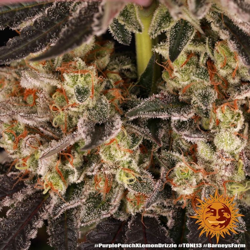 Purple Punch x Lemon Drizzle - semințe feminizate, 10 buc, Barneys Farm