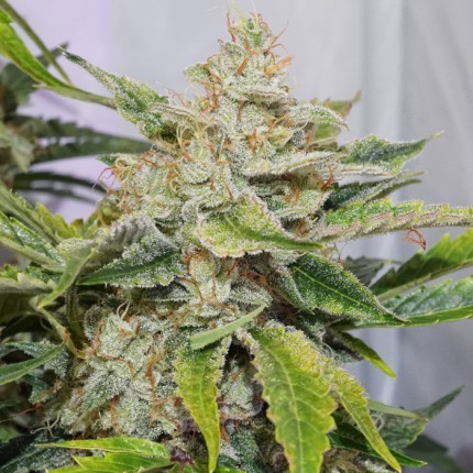 Auto Skywalker Haze® - gefeminiseerde en autoflowering zaden 7 stuks Dutch Passion