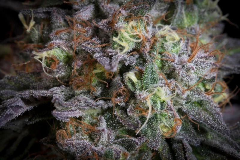 Gulupa - feminizovaná semena 5 ks, Paradise Seeds