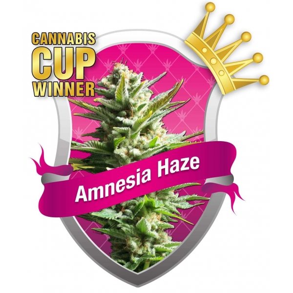 Amnesia Haze - 5 feminizowanych nasion Royal Queen Seeds