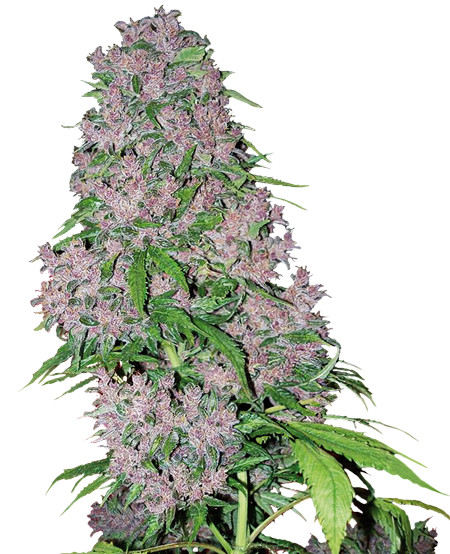 Purple Bud - феминизирани семена от канабис 3 бр, Sensi Seeds