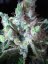 Northern Lights N.5 x Haze 10 ks štandardizované feminizované semená Sensi Seeds