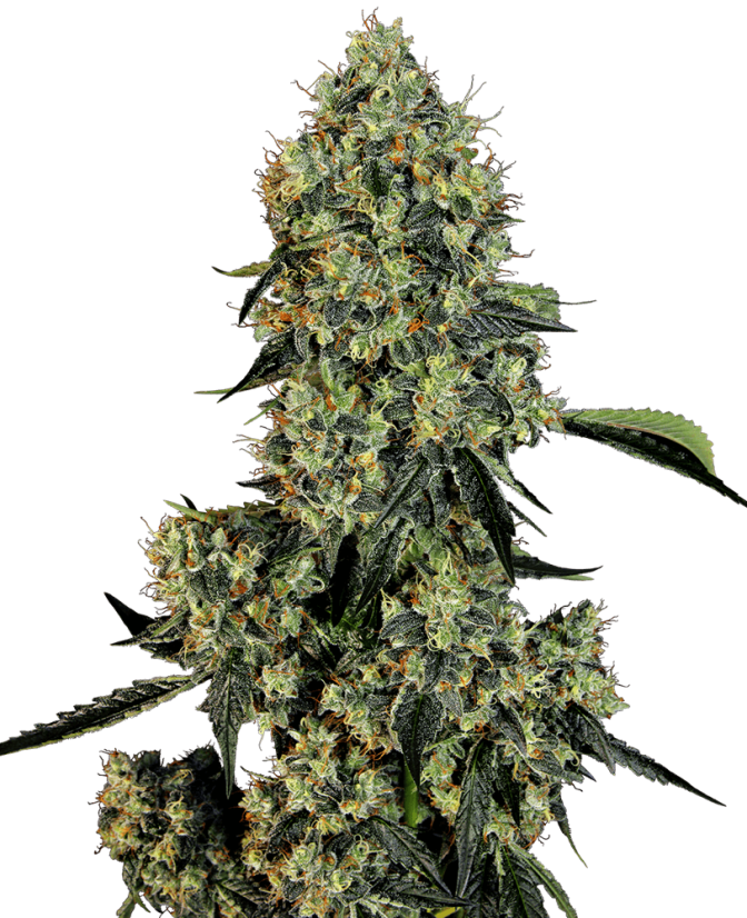 OG Kush Feminizowane Nasiona -5