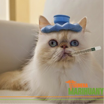THC alebo CBD pre Psy a Mačky? Pár dôležitých rád