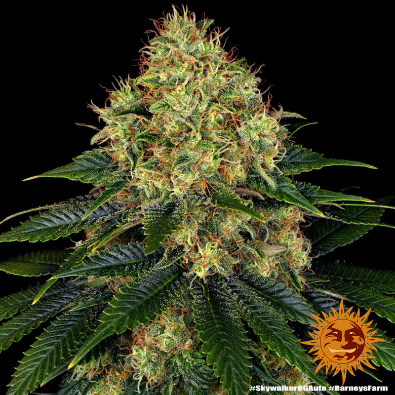 Skywalker OG Auto - Autoflowering Marihuana Samen 5 Stück Barney's Farm