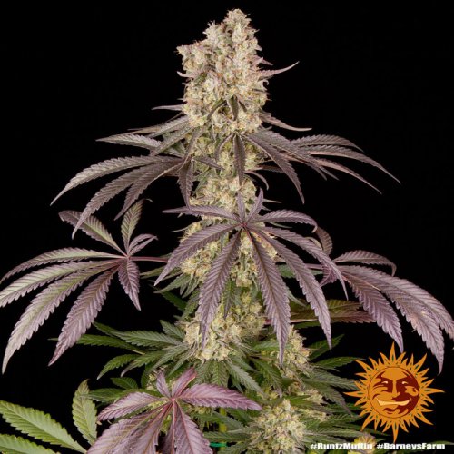 Runtz Muffin - feminizovaná semena marihuany 5 ks Barney´s Farm